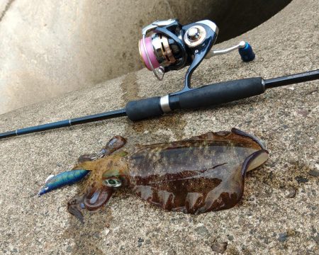 デイエギングで胴長２０ｃｍ